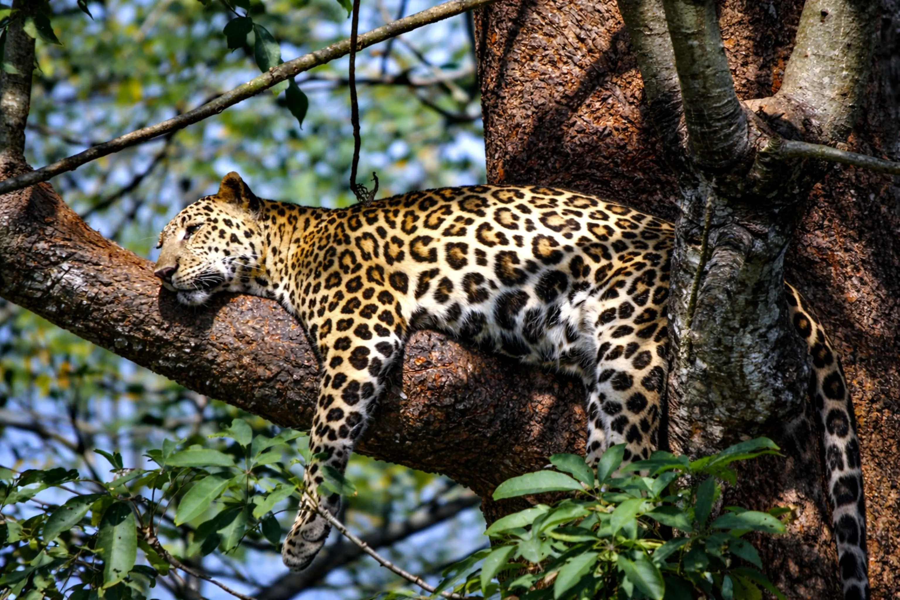 Private Jeep Safari at Yala National Park