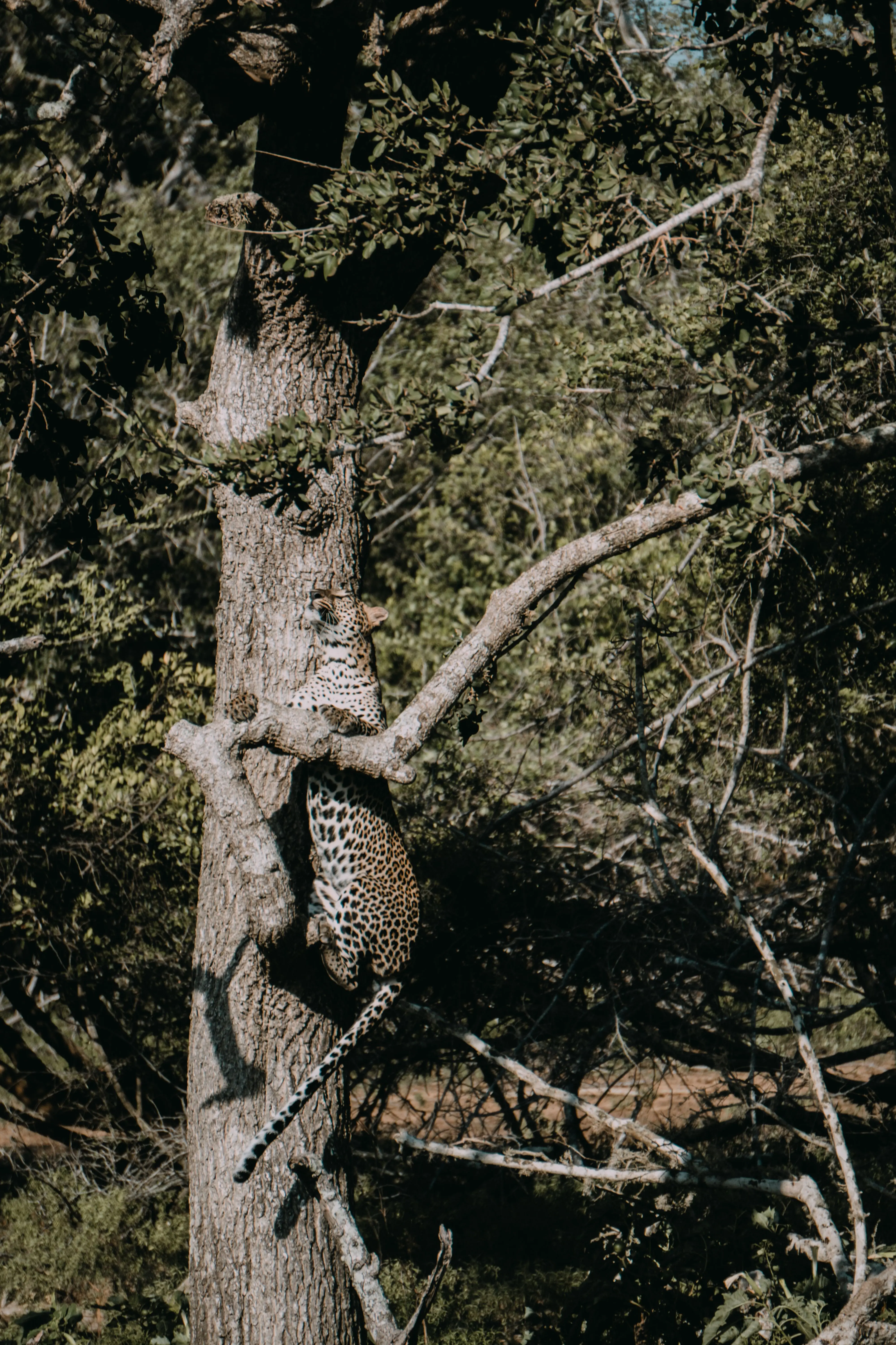 Yala National Park